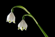 Spring Snowflakes 3