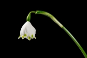 Spring Snowflakes 4