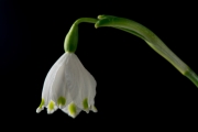 Spring Snowflakes 5