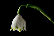 Spring Snowflakes 6