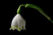 Spring Snowflakes 7