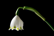 Spring Snowflakes 8