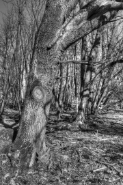 Donaumoos HDR 3