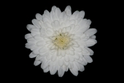 Little White Flower 1