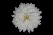 Little White Flower 2