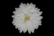 Little White Flower 3