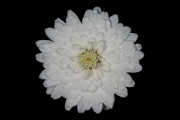 Little White Flower 4