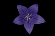 Gentian 1