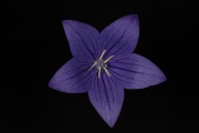 Gentian 2