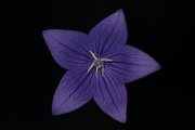 Gentian 3