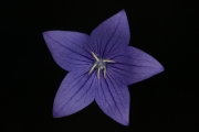 Gentian 4