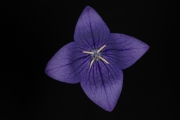 Gentian 5