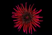 Dahlia 1