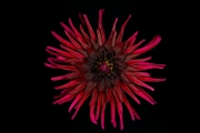 Dahlia 2