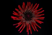 Dahlia 3
