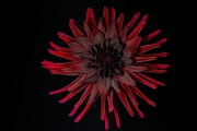 Dahlia 4