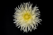 White Dahlia 1