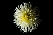 White Dahlia 2