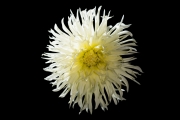 White Dahlia 3
