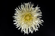 White Dahlia 4