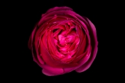 Rose 1
