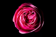Rose 2