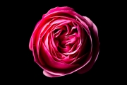 Rose 3