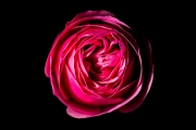 Rose 4