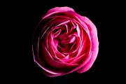 Rose 5