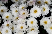 White Flowers 1
