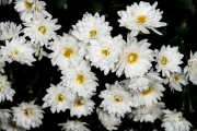White Flowers 2