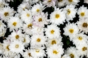 White Flowers 3