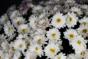 White Flowers 4