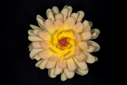 Yellow Dahlia 1