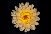 Yellow Dahlia 2