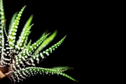 Cactus 1