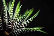 Cactus 2