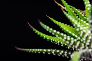 Cactus 4