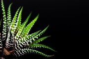 Cactus 5