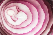 Onion 2