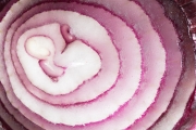 Onion 3