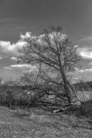 Landscape 2