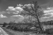 Landscape 3