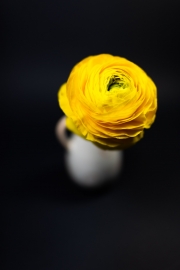 Yellow Flower 1