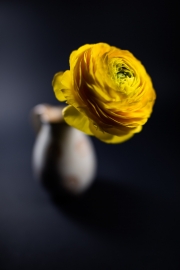Yellow Flower 2