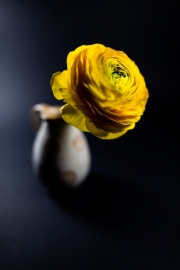 Yellow Flower 3