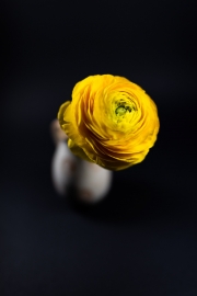 Yellow Flower 4