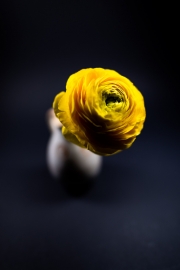 Yellow Flower 5