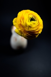 Yellow Flower 6