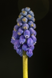 Closeup Of A Flower 1